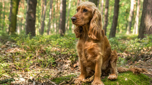 Kokerspaniels sēž mežā