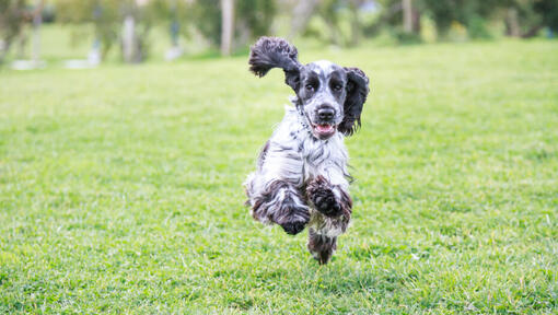 Melnbaltais kokerspaniels skrien