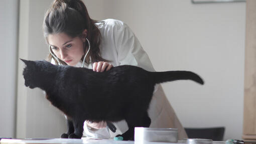 Melns kaķis pārbaudīts veterinārārsta
