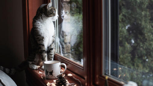 Kaķis sēž uz palodzes, skatās pa logu