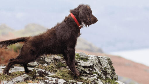 Suns, kas skatās uz akmeņainu ainavu