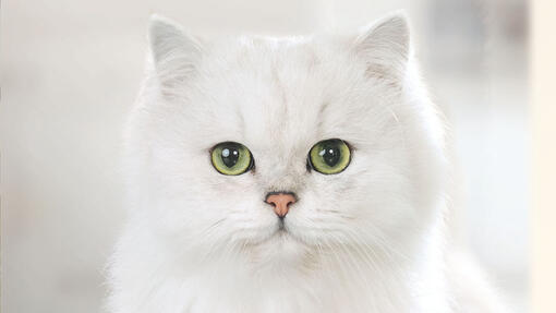 Balts kaķis, kas vērsts pret kameru