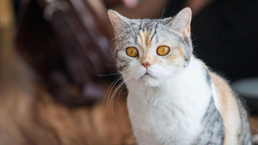 Amerikānis Wirehair uz kaut ko skatās ar ziņkāri