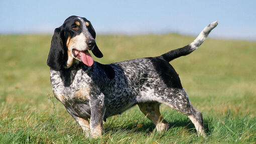 Basset Bleu De Gascogne stāv uz lauka