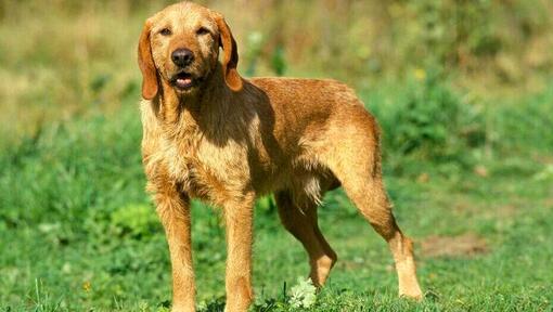 Basset Fauve De Bretagne laukā