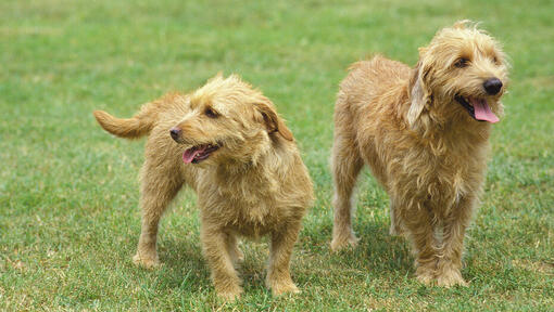 Divi Bassets Fauve De Bretagne bauda pastaigu