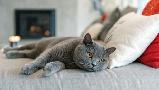 Britu īsspalvainais kaķis guļ uz dīvāna