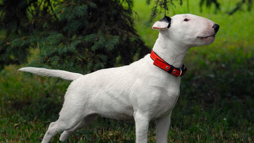 Bull Terrier standing on the grass