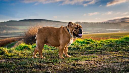 Buldogs stāv uz lauka