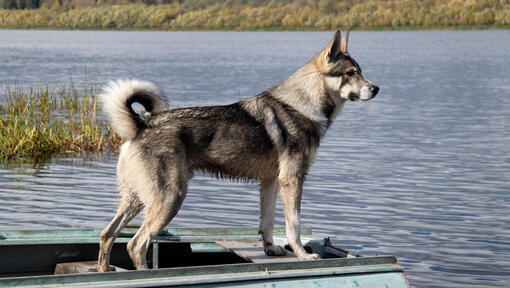 Kanādas eskimosu suns netālu no ūdens