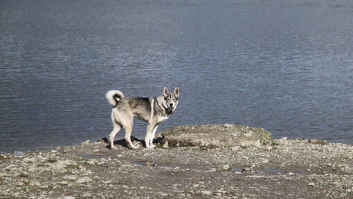 Kanādas eskimosu suns, kas stāv krastā
