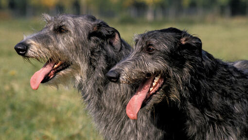 Divi melnspalvaini briežu suņi smaida.