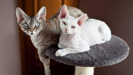Divi Devon Rex kaķi snauž kopā