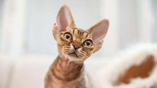 Devon Rex kaķēns skatās uz kādu