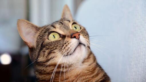 Ēģiptes mau kaķis izbrīnīti skatās uz kaut ko