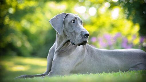 pelēkais dogs, kas guļ uz zāles