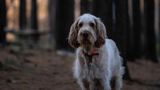Suns stāv tumšā mežā