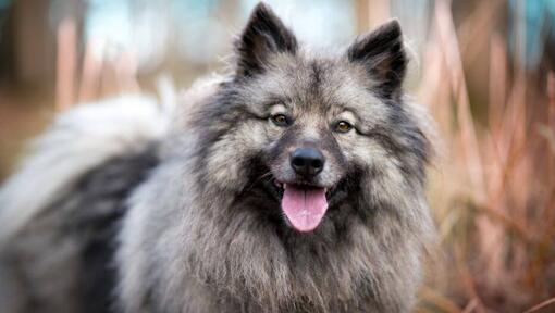 Keeshond ar paceltu mēli