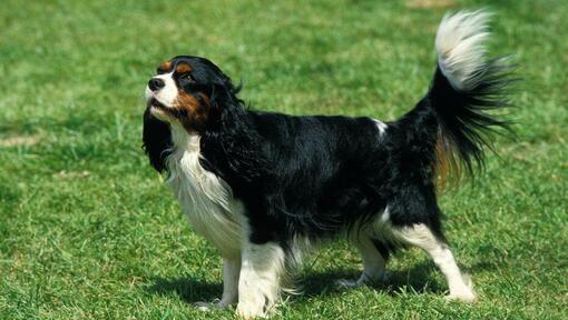 Karaļa Čārlza spaniels spēlējas dārzā