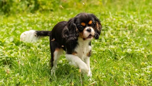 Karaļa Čārlza spaniels spēlējas dārzā