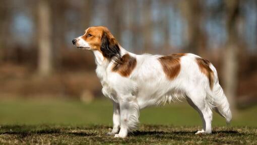 Kooikerhondje stāv dārzā siltā vasaras dienā