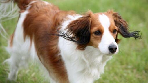 Pagalmā spēlē Kooikerhondje