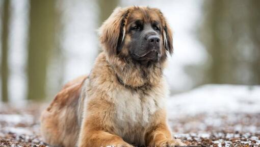 Leonbergers guļ pie sniegota meža