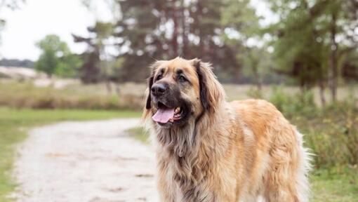 Leonbergers stāv uz taciņas netālu no meža