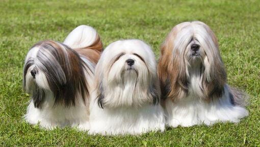 Trīs Lhasa Apso guļ uz zāles