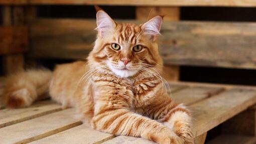 Ginger Maine Coon guļ uz galda