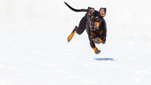 Suns ātri skrien pa sniegu