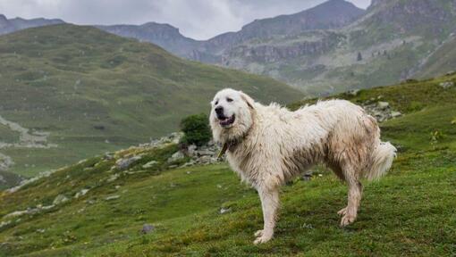 Pireneju ganu suns stāv netālu no kalnu nogāzēm