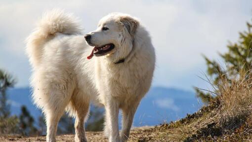 Pireneju ganu suns staigā netālu no kalna