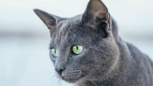 Krievu zilais kaķis skatās uz kādu