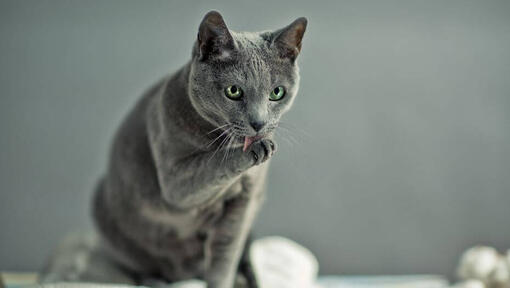 Krievu zilais kaķis mazgā ķepas