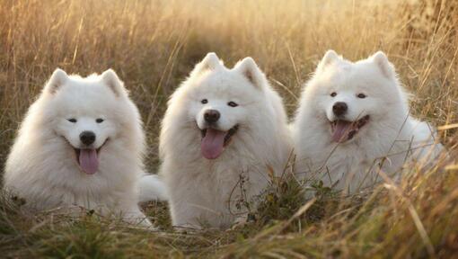 Samojeds