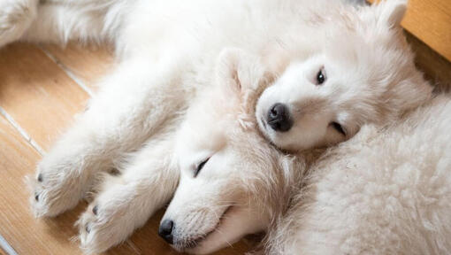 Samojeds