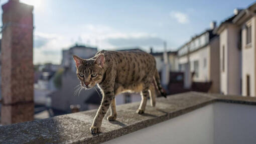 Savannas kaķis staigā pa balkonu