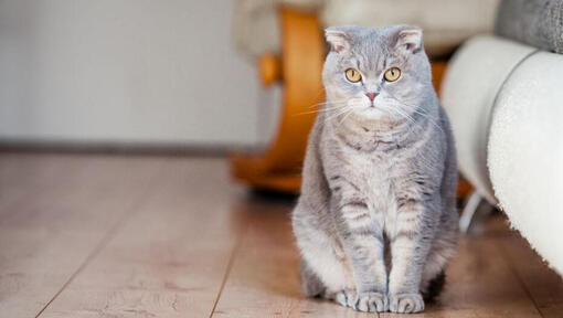 Scottish Fold kaķis stāv uz grīdas