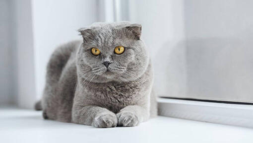 Scottish Fold kaķis guļ uz palodzes