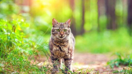 Sibīrijas meža kaķis staigā pa mežu