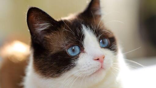 Sniega kurpes kaķis ar zilām acīm dziļi skatās