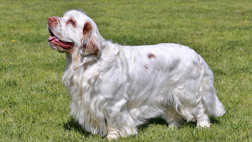 gaišas krāsas spaniels, kas stāv uz zāles