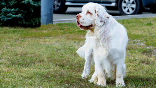 gaišas krāsas spaniels, kas stāv uz zāles