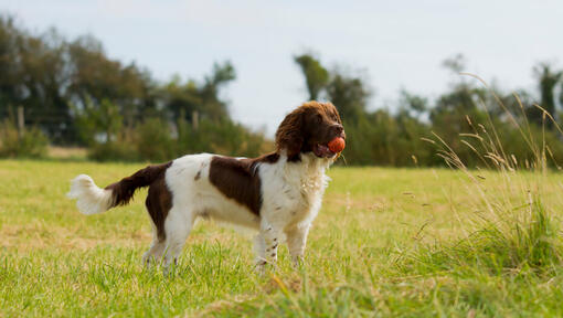 Angļu springerspaniels tur bumbu