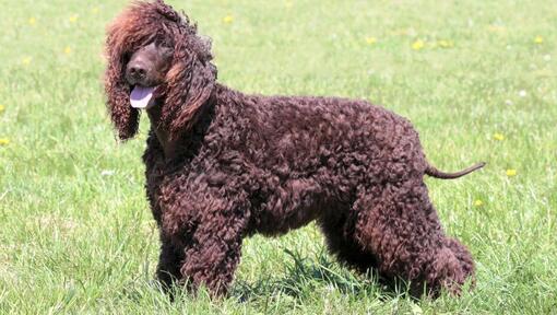 Īru ūdens spaniels stāv uz zemes