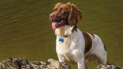 Velsas springerspaniels kas stāv pie ūdens