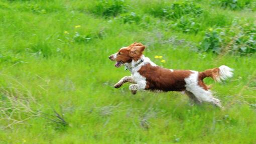 Velsas springerspaniels skraida laukā ar zāli
