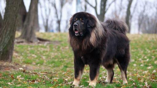 Tibetas mastifs