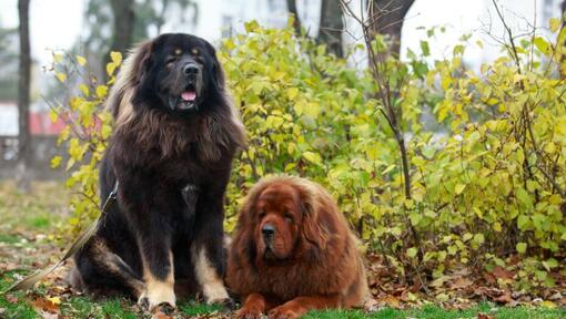 Tibetas mastifs